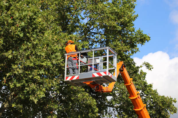Leaf Removal in Oneida, NY