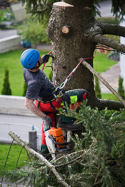 How Our Tree Care Process Works  in  Oneida, NY